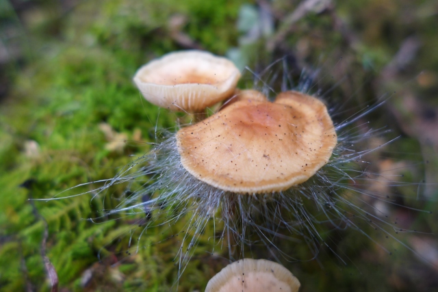 Mushroom with Spinellus fusiger
